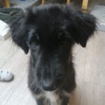 Mischling Fussel, 06/2025, Endgröße ca. 50 cm, 88400 Biberach