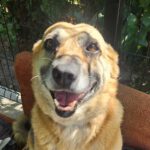 Mischling Gaja, 01/2016, 50 cm