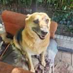 Mischling Gaja, 01/2016, 50 cm