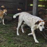 Mischling Gaja, 01/2016, 50 cm