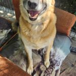 Mischling Gaja, 01/2016, 50 cm