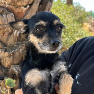 Mischling Gala, 04/2024, ca. 25 cm