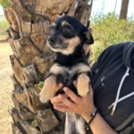 Mischling Gala, 04/2024, ca. 25 cm