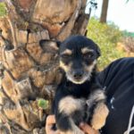 Mischling Gala, 04/2024, ca. 25 cm