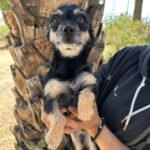 Mischling Gala, 04/2024, ca. 25 cm