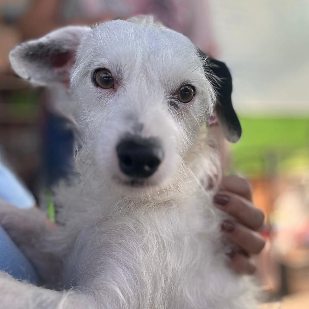 Mischling Ger, 10/2023, ca. 30 cm