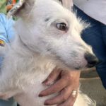 Mischling Ger, 10/2023, ca. 30 cm