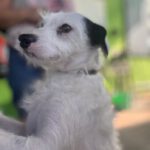 Mischling Ger, 10/2023, ca. 30 cm