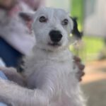 Mischling Ger, 10/2023, ca. 30 cm