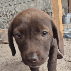 Mischling Gertie, 06/2025, ca. 38cm