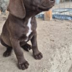 Mischling Gertie, 06/2025, ca. 38cm