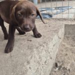 Mischling Gertie, 06/2025, ca. 38cm