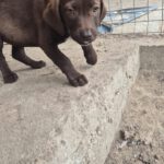 Mischling Gertie, 06/2025, ca. 38cm