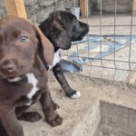 Mischling Gertie, 06/2025, ca. 38cm