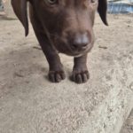 Mischling Gertie, 06/2025, ca. 38cm