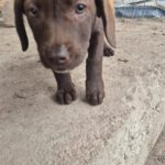 Mischling Gertie, 06/2025, ca. 38cm