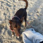 Podenco Mischling Gio, 06/2024, ca. 40 cm
