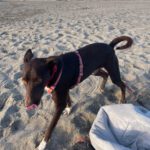 Podenco Mischling Gio, 06/2024, ca. 40 cm