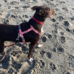 Podenco Mischling Gio, 06/2024, ca. 40 cm