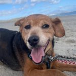 Dackel Mischling Gorda, 08/2015, ca. 35 cm