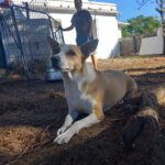 Podenco Grace, 01/2023, ca. 40 cm