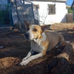 Podenco Grace, 01/2023, ca. 40 cm