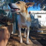 Podenco Grace, 01/2023, ca. 40 cm