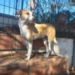 Podenco Grace, 01/2023, ca. 40 cm