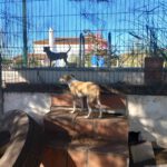 Podenco Grace, 01/2023, ca. 40 cm