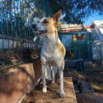 Podenco Grace, 01/2023, ca. 40 cm