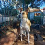 Podenco Grace, 01/2023, ca. 40 cm