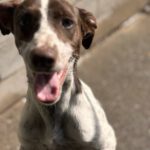 Pointer Mischling Guapo, 01/2025, Endgröße ca. 50 cm