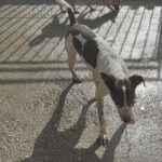 Pointer Mischling Guapo, 01/2025, Endgröße ca. 50 cm