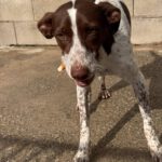 Pointer Mischling Guapo, 01/2025, Endgröße ca. 50 cm