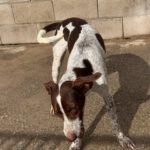 Pointer Mischling Guapo, 01/2025, Endgröße ca. 50 cm