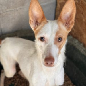 Podenco Harry Potter, 08/2023, ca. 45 cm