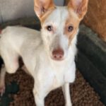 Podenco Harry Potter, 08/2023, ca. 45 cm
