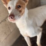 Podenco Harry Potter, 08/2023, ca. 45 cm