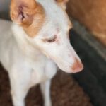 Podenco Harry Potter, 08/2023, ca. 45 cm