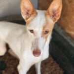 Podenco Harry Potter, 08/2023, ca. 45 cm