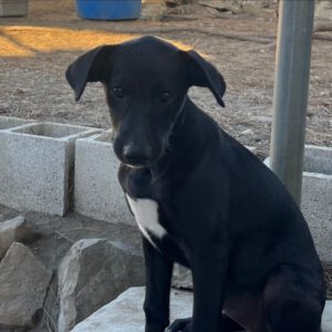 Podenco Mischling Indigo, 07/2025, Endgröße ca. 50 cm