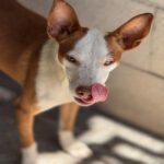 Podenco Ineke, 04/2023, ca. 45cm