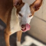 Podenco Ineke, 04/2023, ca. 45 cm