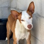 Podenco Ineke, 04/2023, ca. 45 cm