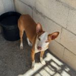 Podenco Ineke, 04/2023, ca. 45 cm
