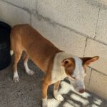 Podenco Ineke, 04/2023, ca. 45 cm