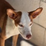 Podenco Ineke, 04/2023, ca. 45 cm