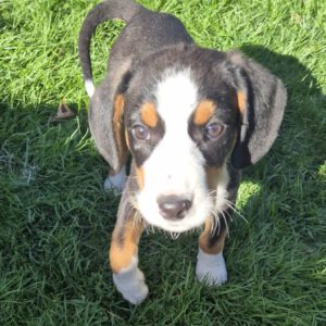 Mischling Janou, 07/2025, ca 45 cm