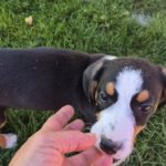 Mischling Janou, 07/2025, ca 45 cm