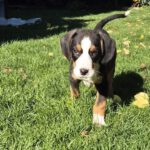 Mischling Janou, 07/2025, ca 45 cm